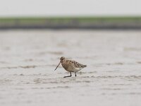 Limosa lapponica 21, Rosse grutto, Saxifraga-Dirk Hilbers