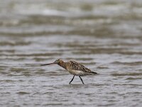 Limosa lapponica 23, Rosse grutto, Saxifraga-Dirk Hilbers