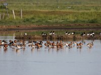 Limosa lapponica 24, Rosse Grutto, Saxifraga-Peter Meininger