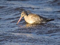 Limosa lapponica 26, Rosse grutto, Saxifraga-Bart Vastenhouw