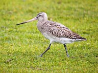 Limosa lapponica 27, Rosse grutto, Saxifraga-Bart Vastenhouw