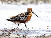 Limosa lapponica 31, Rosse grutto, Saxifraga-Bart Vastenhouw