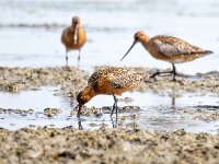 Limosa lapponica 32, Rosse grutto, Saxifraga-Bart Vastenhouw