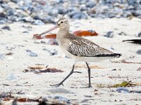 Limosa lapponica 33, Rosse grutto, Saxifraga-Bart Vastenhouw