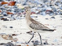 Limosa lapponica 34, Rosse grutto, Saxifraga-Bart Vastenhouw