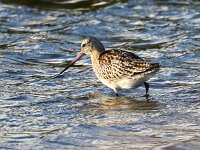 Limosa lapponica 35, Rosse grutto, Saxifraga-Bart Vastenhouw