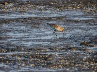 Limosa lapponica 39, Rosse grutto, adult, winter plumage, Saxifraga-Theo Verstrael