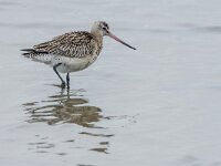 Limosa lapponica 40, Rosse grutto, adult, winter plumage, Saxifraga-Theo Verstrael