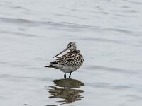 Limosa lapponica 41, Rosse grutto, adult, winter plumage, Saxifraga-Theo Verstrael