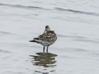Limosa lapponica 42, Rosse grutto, adult, winter plumage, Saxifraga-Theo Verstrael
