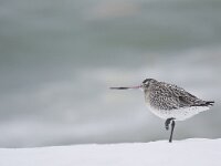 Limosa lapponica 6, Rosse grutto, Saxifraga-Rik Kruit