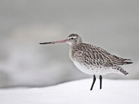 Limosa lapponica 7, Rosse grutto, Saxifraga-Rik Kruit