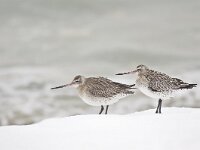 Limosa lapponica 8, Rosse grutto, Saxifraga-Rik Kruit