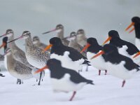 Limosa lapponica 9, Rosse grutto, Saxifraga-Rik Kruit