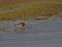 Limosa limosa 103, Grutto, Saxifraga-Jan Nijendijk.