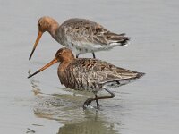 Limosa limosa 106, Grutto, Saxifraga-Peter Meininger