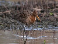 Limosa limosa 108, Grutto, Saxifraga-Bart Vastenhouw