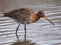 Limosa limosa 111, Grutto, Saxifraga-Bart Vastenhouw