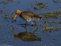 Limosa limosa 117, Grutto, Saxifraga-Jan Nijendijk