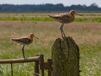 Grutto's  Grutto in de Arkemheenpolder : Limosa limosa