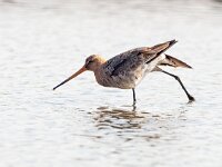 Limosa limosa 129, Grutto, Saxifraga-Bart Vastenhouw