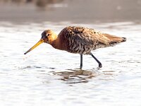 Limosa limosa 136, Grutto, Saxifraga-Bart Vastenhouw