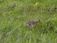 Limosa limosa 146, Grutto, Saxifraga-Jan Nijendijk