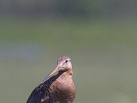 Limosa limosa 150, Grutto, Saxifraga-Jan Nijendijk