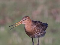 Limosa limosa 16, Grutto, Saxifraga-Jan Nijendijk