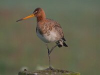 Limosa limosa 190, Grutto, Saxifraga-Luuk Vermeer