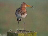 Limosa limosa 191, Grutto, Saxifraga-Luuk Vermeer