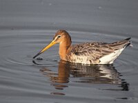 Limosa limosa 20, Grutto, Saxifraga-Piet Munsterman