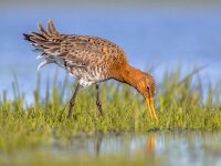 Close up of Black tailed Godwit foraging in wetland  Close up of Black-tailed Godwit (Limosa limosa) foraging in shallow water of a wetland. Marshlands are used as layovers during migration. : Grutto, Legs, Limosa, Netherlands, Polder, Protection, animal, background, bar, bar-tailed, beak, bill, bird, black, conservation, dutch, eating, environment, europe, fauna, feeding, field, forage, friesland, godwit, grass, green, habitat, holland, ijsselmeer, long, male, meadow, natural, nature, north, russia, sea, species, spring, springtime, tailed, waddensea, wader, wading, water, wildlife