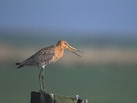 Limosa limosa 22, Grutto, Saxifraga-Piet Munsterman