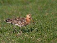 Limosa limosa 24, Grutto, Saxifraga-Luc Hoogenstein