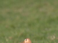 Grutto; Black-tailed Godwit; Limosa limosa  Grutto; Black-tailed Godwit; Limosa limosa
