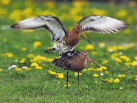Limosa limosa 29, Grutto, display, Saxifraga-Piet Munsterman