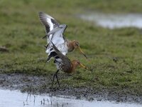 Limosa limosa 3, Grutto, display, Saxifraga-Piet Munsterman