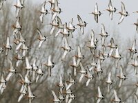 Limosa limosa 31, Grutto, Saxifraga-Piet Munsterman