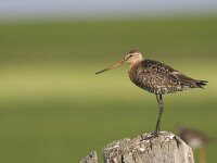 Limosa limosa 33, Grutto, Saxifraga-Mark Zekhuis