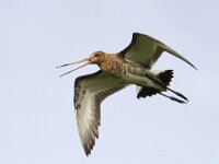 Limosa limosa 36, Grutto, Saxifraga-Mark Zekhuis
