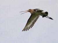 Limosa limosa 37, Grutto, Saxifraga-Mark Zekhuis