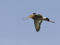 Limosa limosa 38, Grutto, Saxifraga-Mark Zekhuis