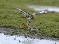 Limosa limosa 4, Grutto, display, Saxifraga-Piet Munsterman
