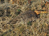Limosa limosa 41, Grutto, Saxifraga-Piet Munsterman