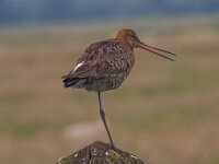 Grutto  Grutto in de Arkemheenpolder