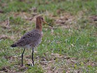 Limosa limosa 49, Grutto, Saxifraga-Jan Nijendijk