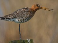 grutto  grutto in Putterpolder : Limosa limosa