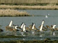Limosa limosa 53, Grutto, Saxifraga-Piet Munsterman