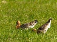 Limosa limosa 54, Grutto, Saxifraga-Piet Munsterman